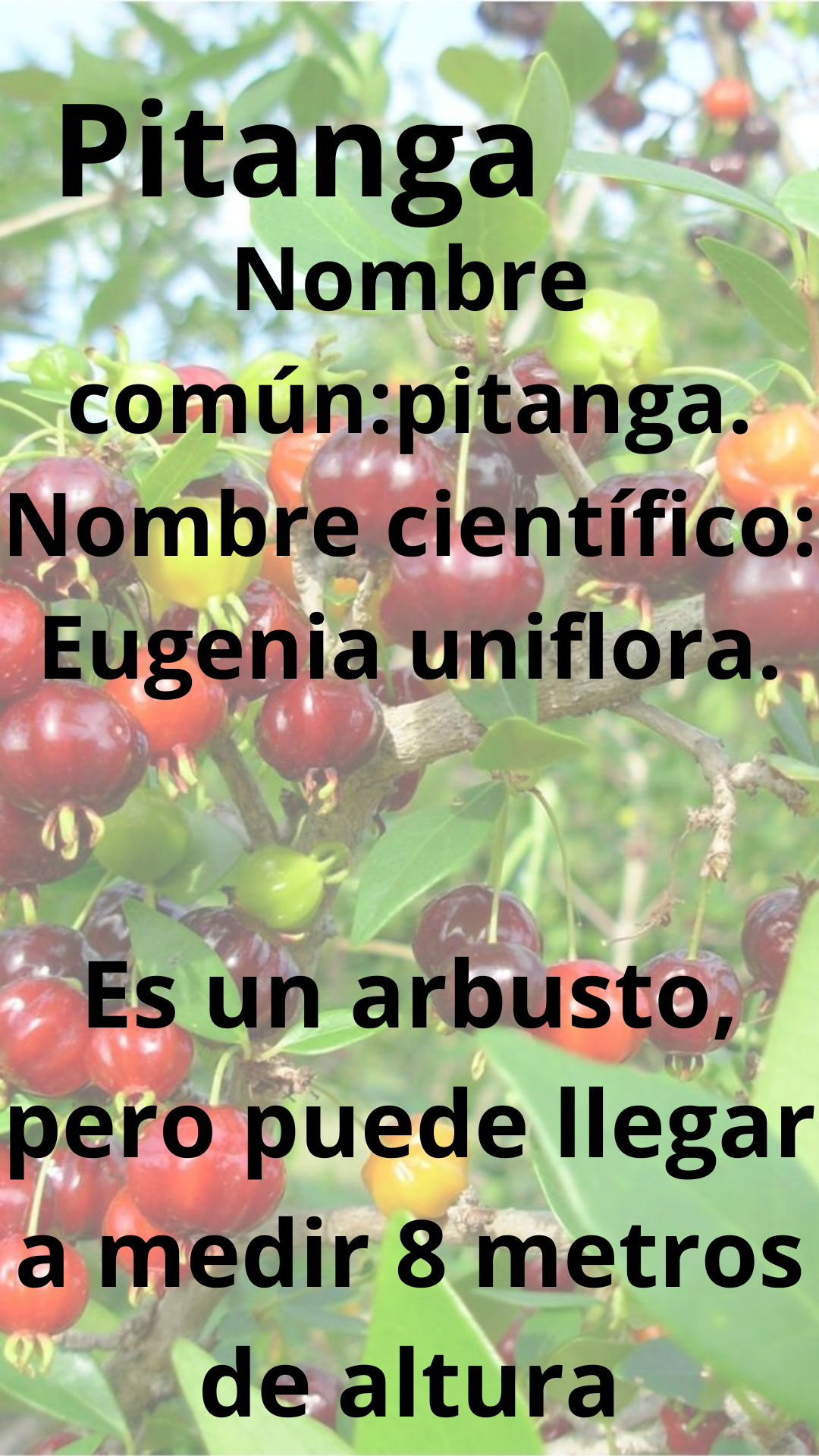 Pitanga1