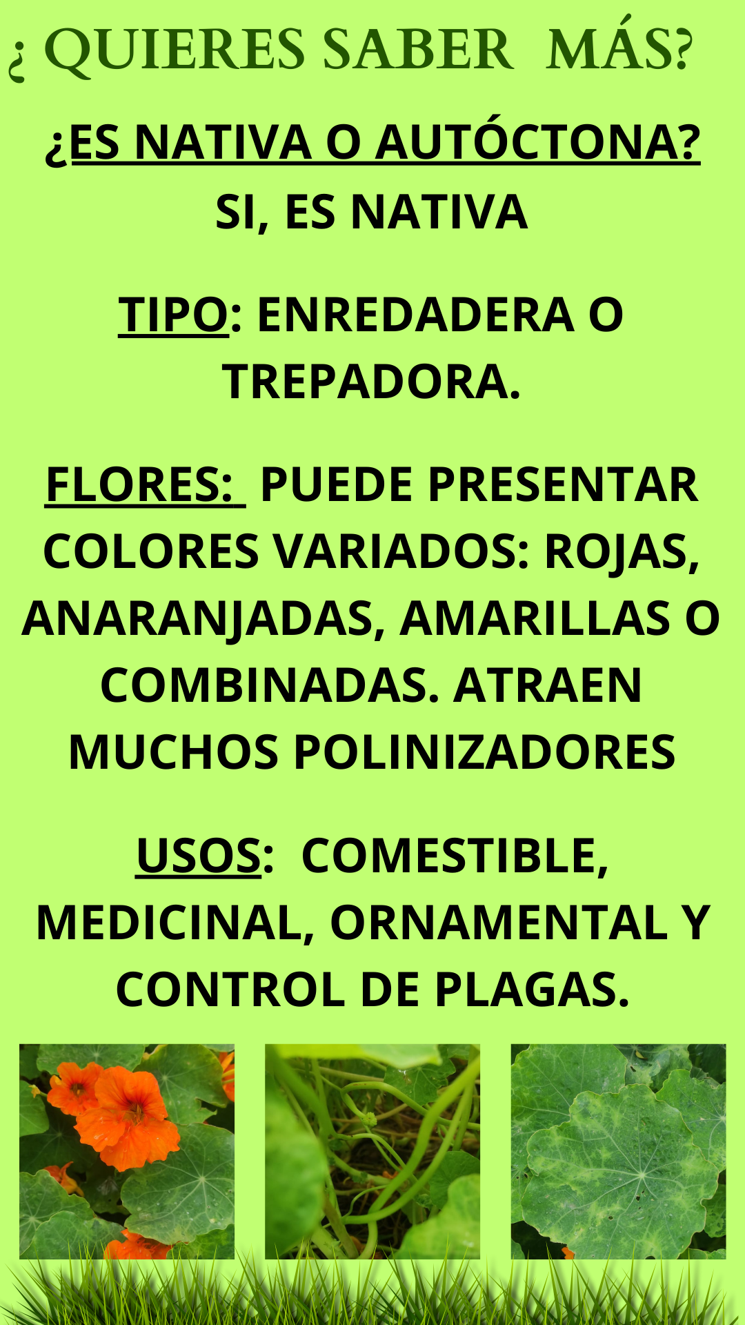 TacoReina 2
